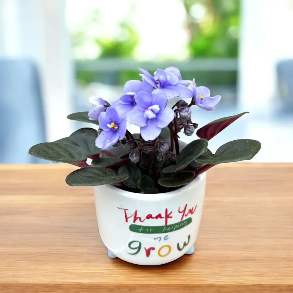 Violete albastre deschis - Saintpaulia Loni Blue (miniatura)