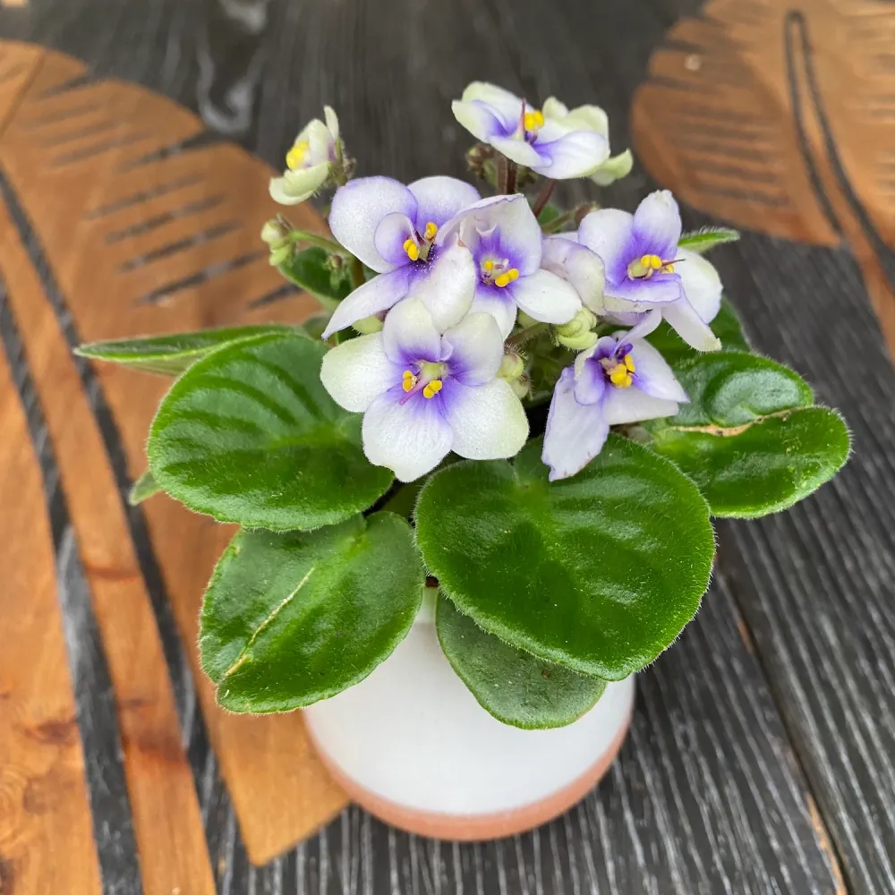 Violete bicolore - Saintpaulia Sea (mini)