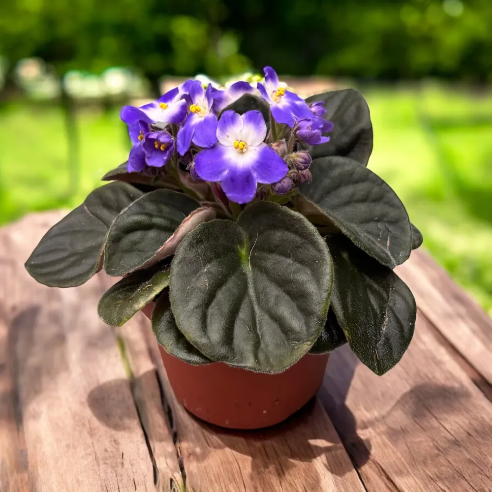 Violete bicolore - Saintpaulia Trendy Blue