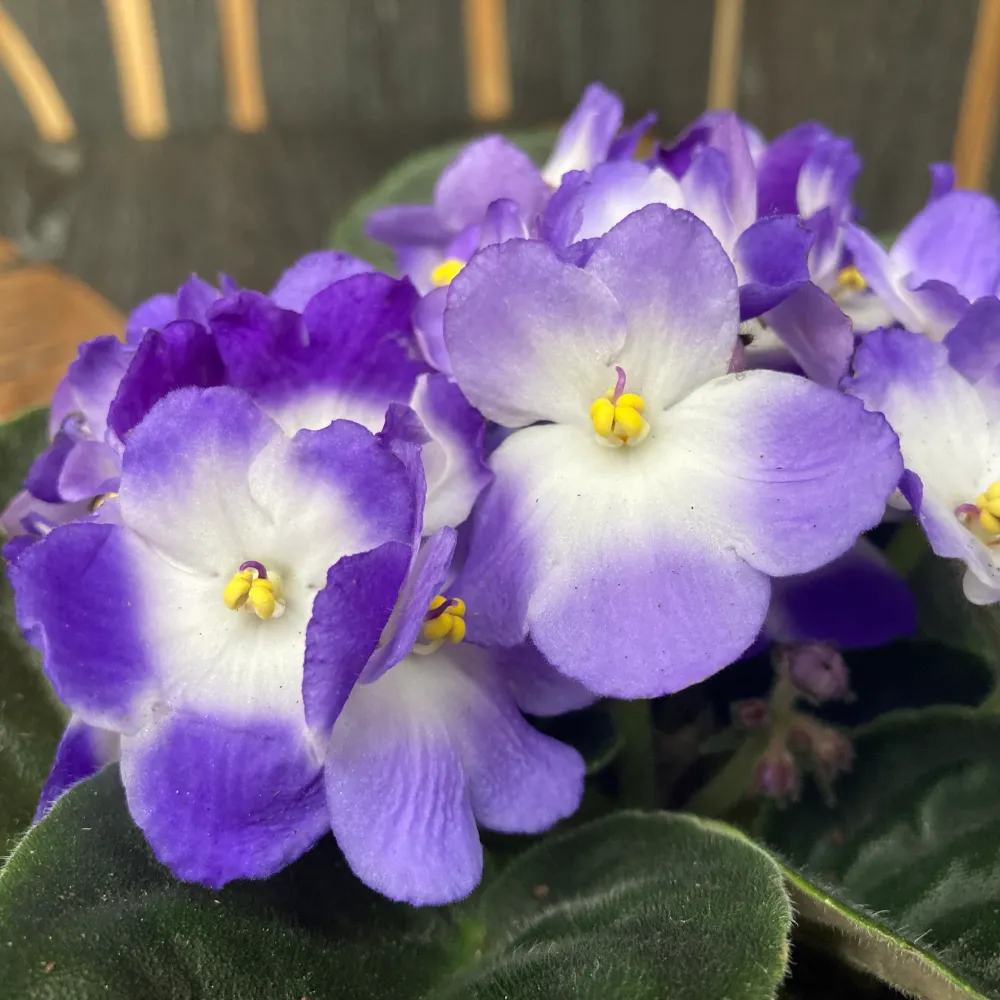 Violete bicolore - Saintpaulia Trendy Blue
