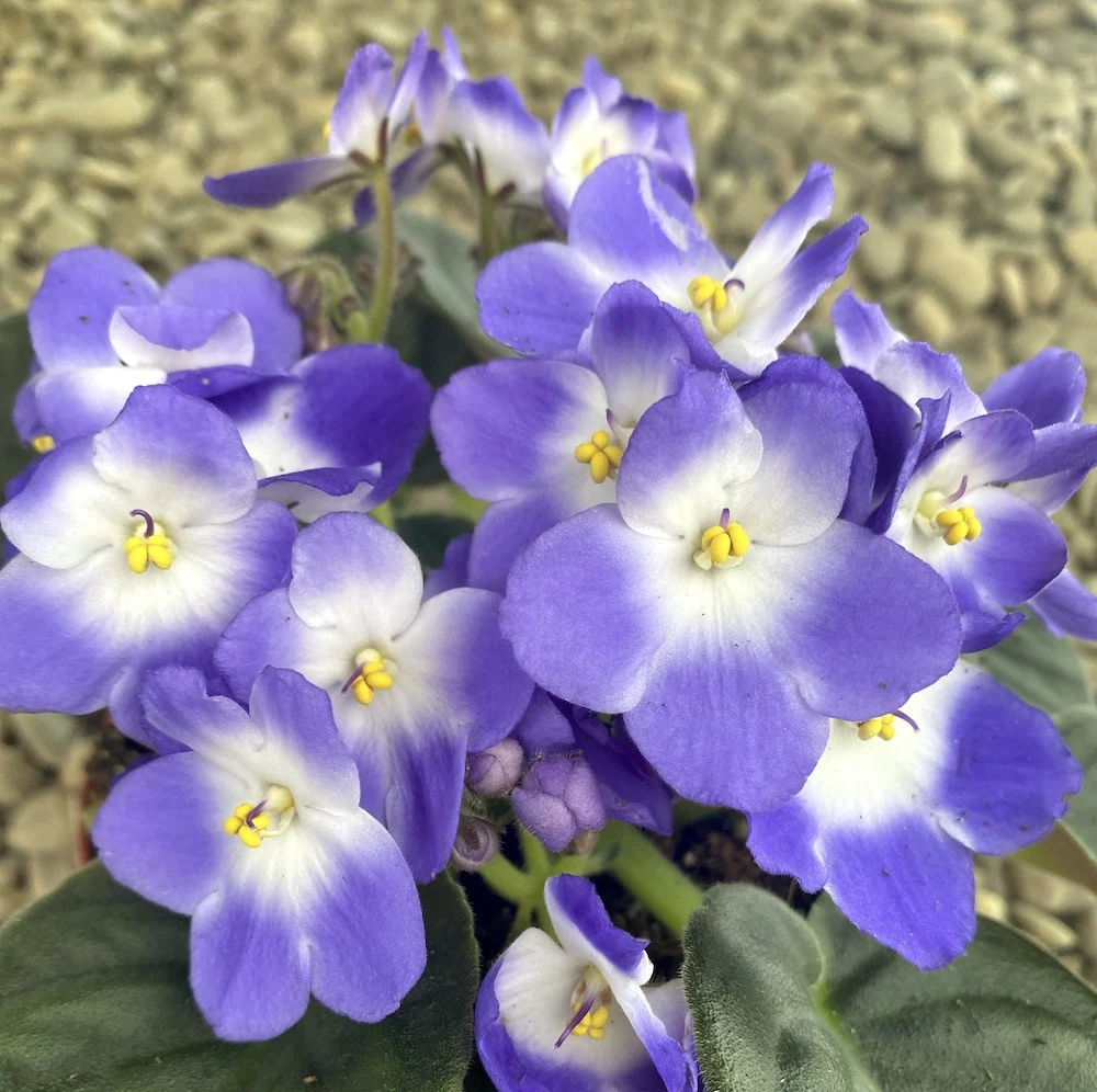 Violete bicolore - Saintpaulia Trendy Blue