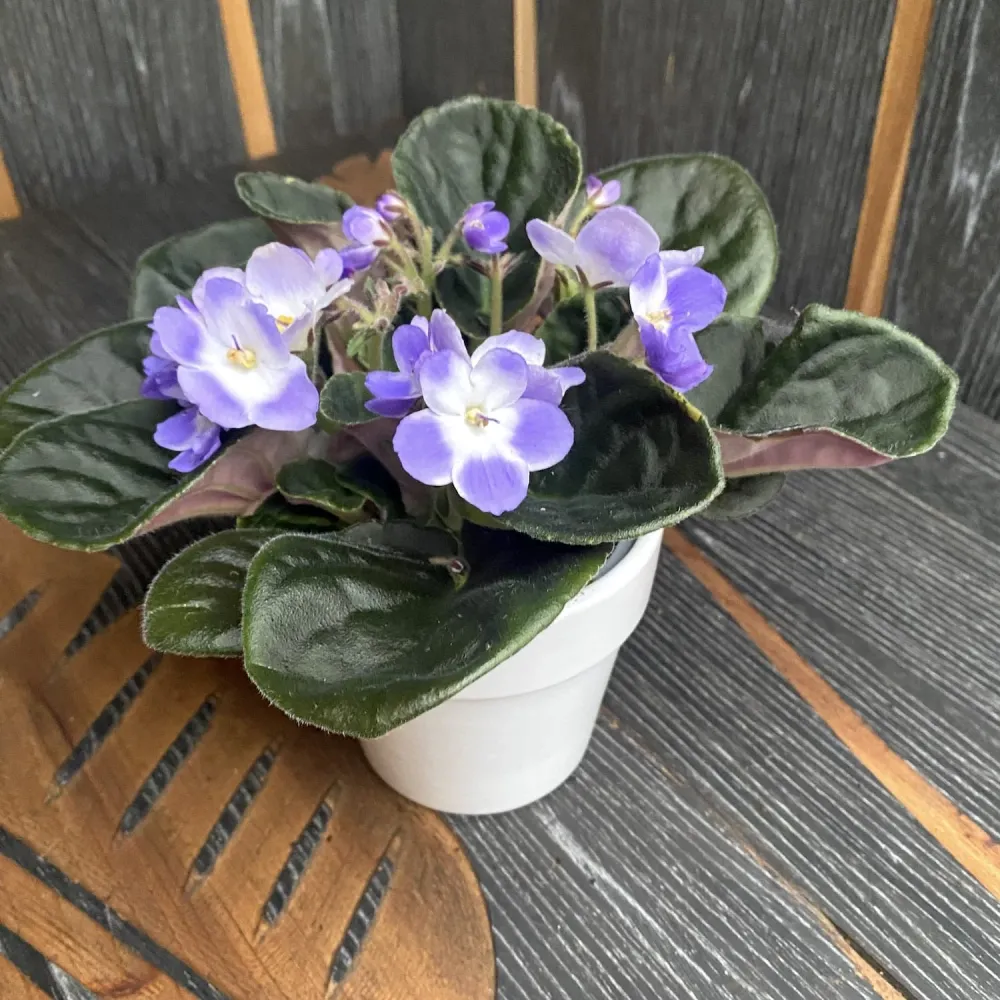 Violete bicolore - Saintpaulia Trendy Blue