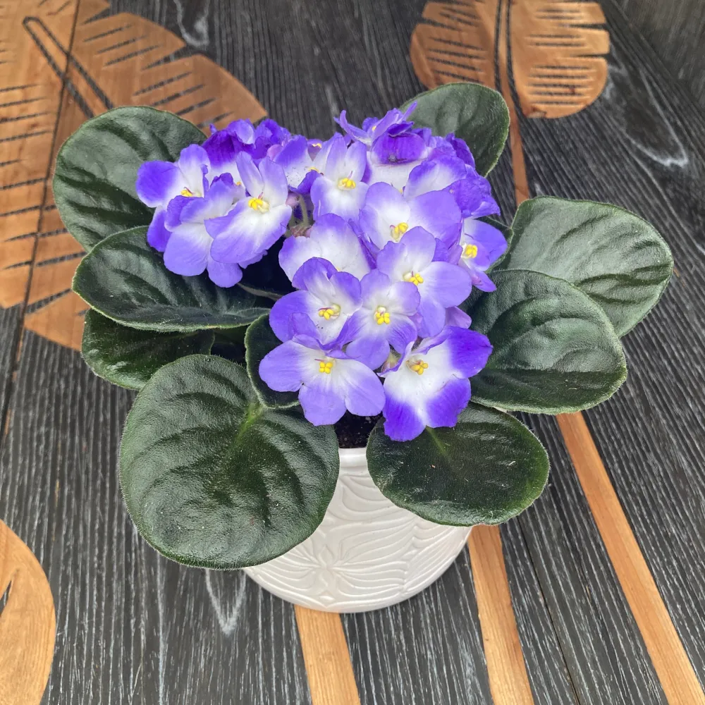 Violete bicolore - Saintpaulia Trendy Blue