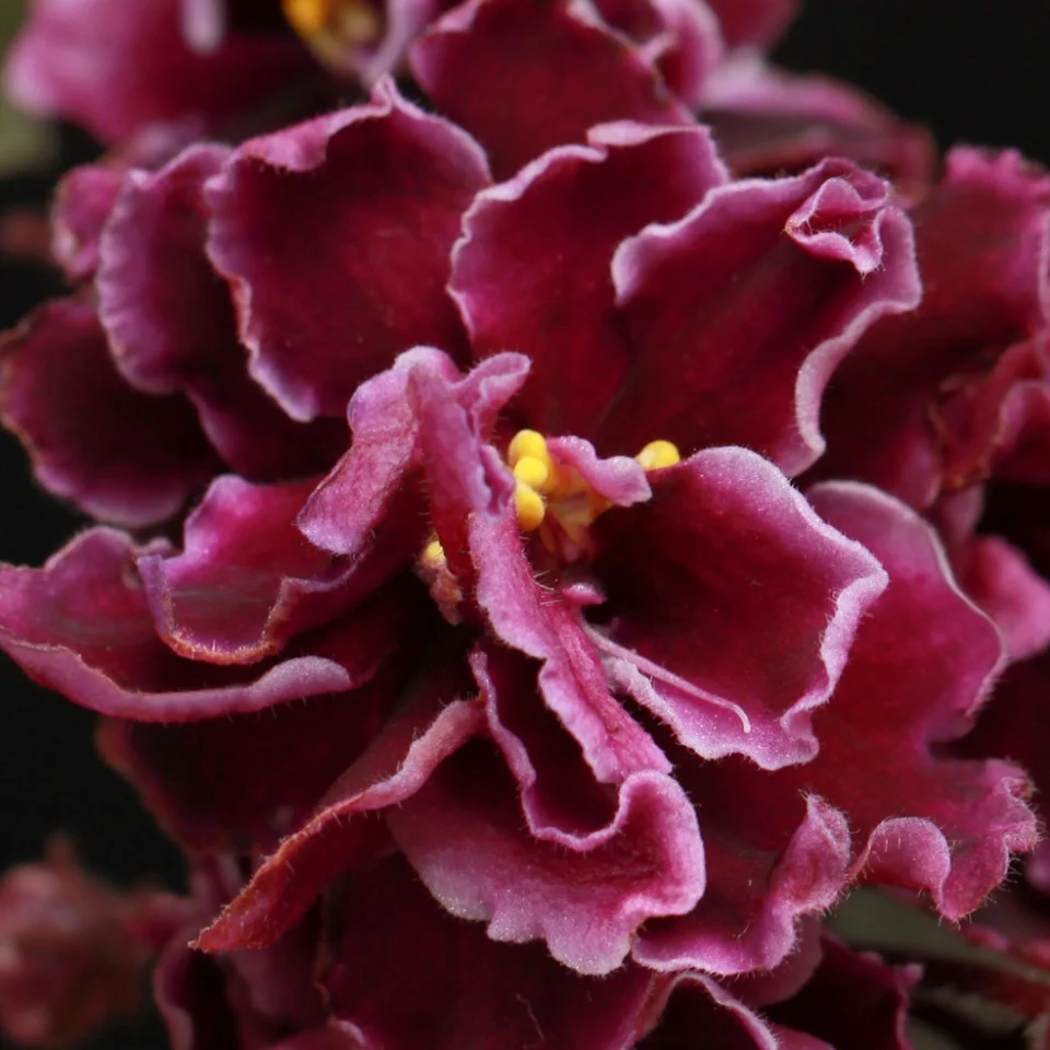 Violete crete - Saintpaulia Butterfly Red