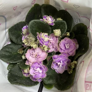 Violete cu floare dubla lila - Saintpaulia Inova Wave Sky Wave
