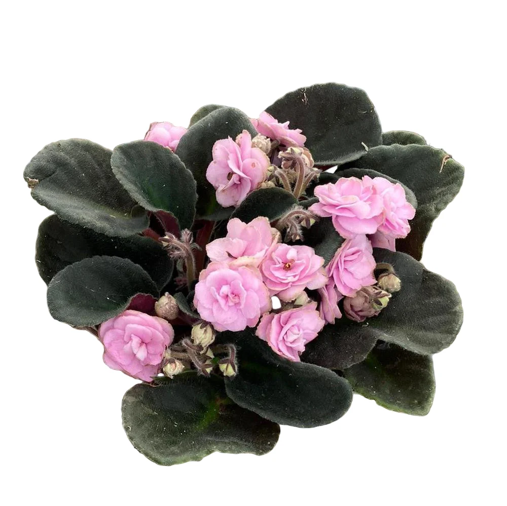 Violete cu flori duble roz - Saintpaulia Inova Wave Pink Wave