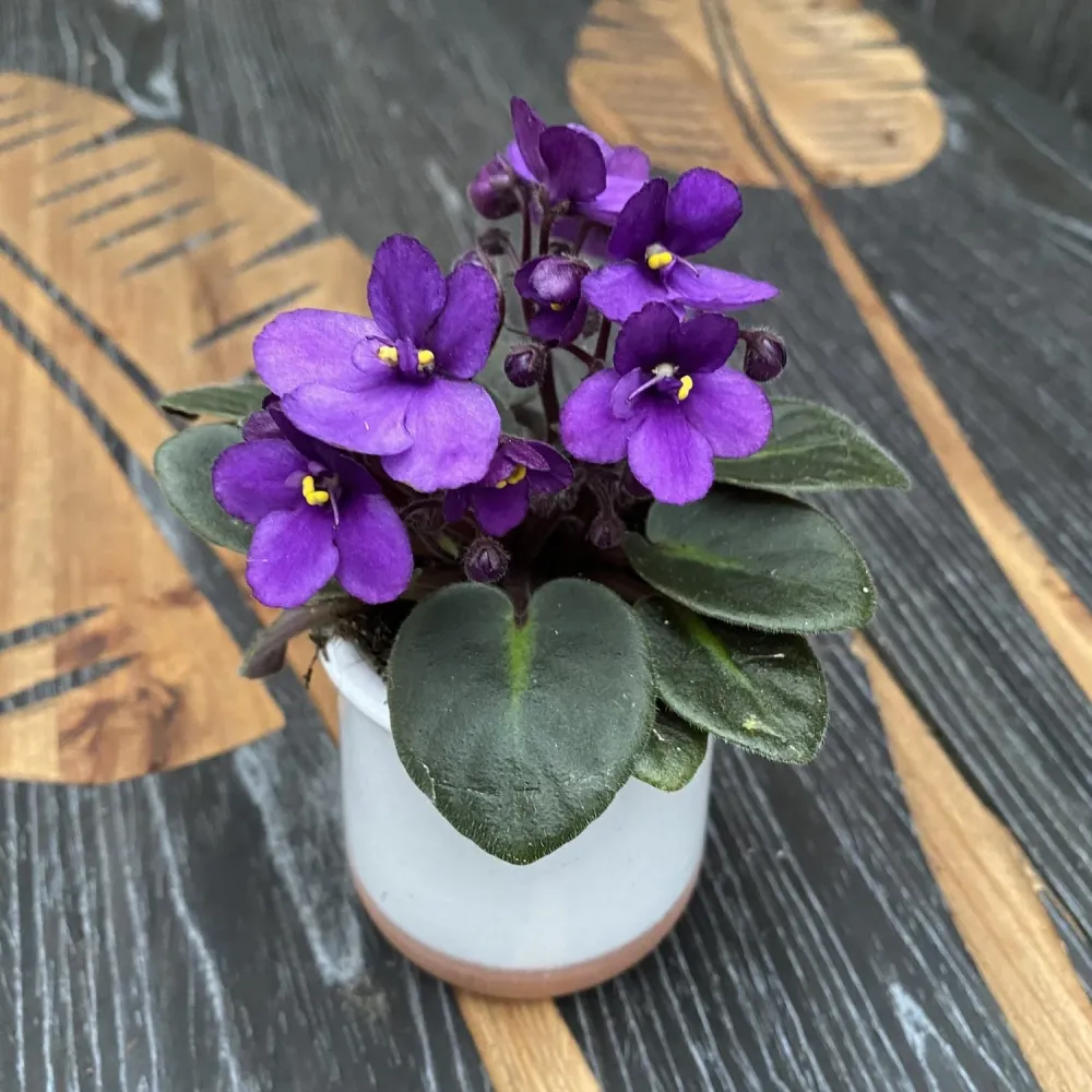 Violete mov - Saintpaulia Jenny Lila (mini)