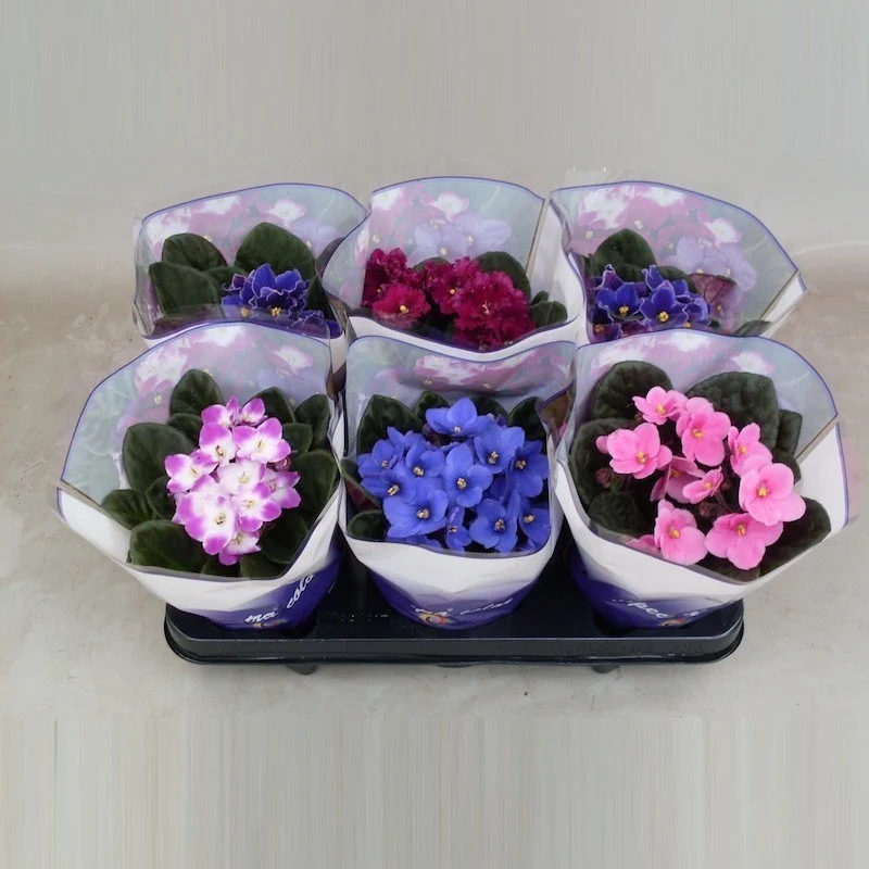 Violete de Parma - Saint Paulia mix - oferta corporate de Martisor