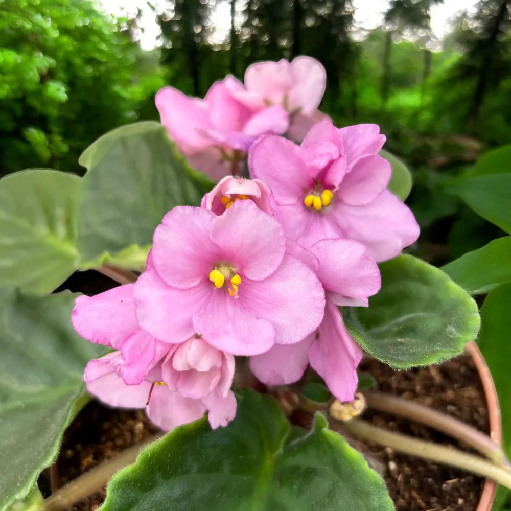Violete roz - Saintpaulia Inova Spectra Eline