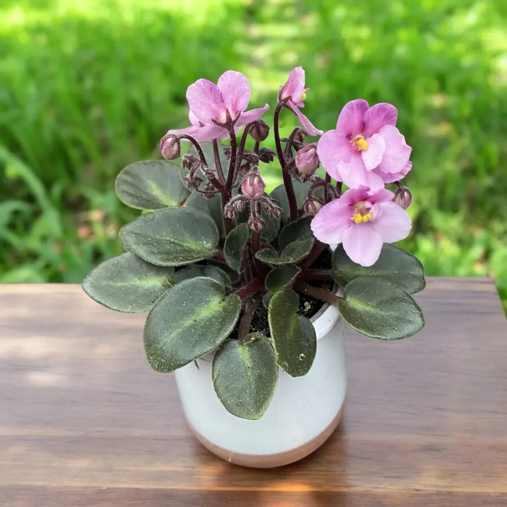 Violete roz - Saintpaulia Jenny Rose (mini)
