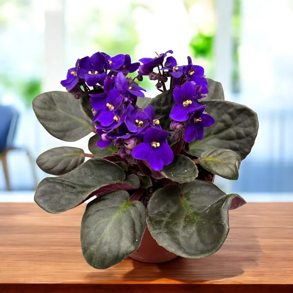 Violete - Saintpaulia Inova Spectra Blauw