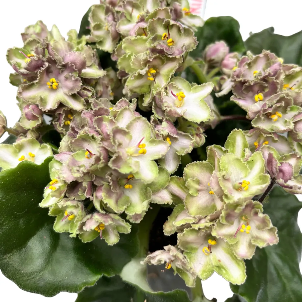 Violete - Saintpaulia Inova Xtra Green (variation)