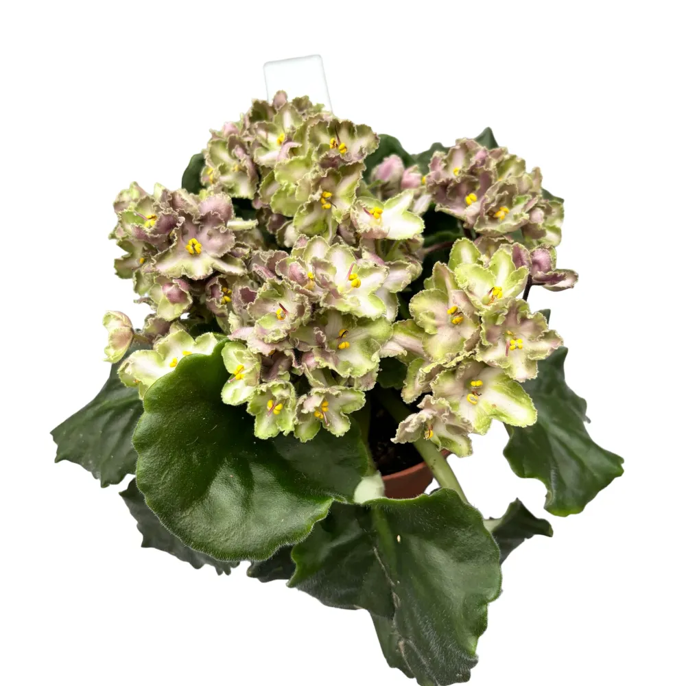 Violete - Saintpaulia Inova Xtra Green (variation)