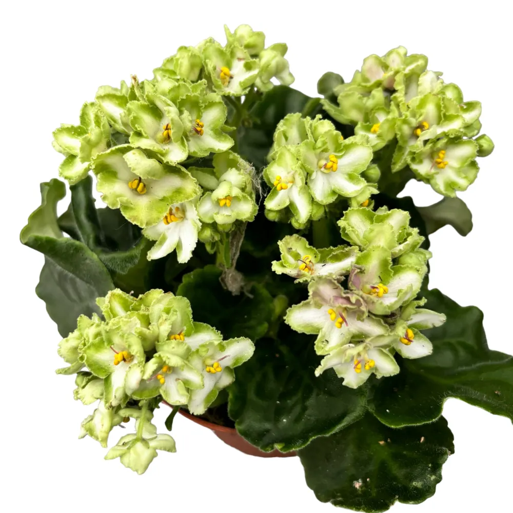 Violete verzi - Saintpaulia Inova Xtra Green