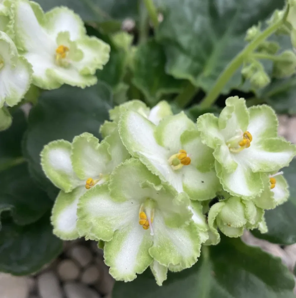 Violete verzi - Saintpaulia Inova Xtra Green