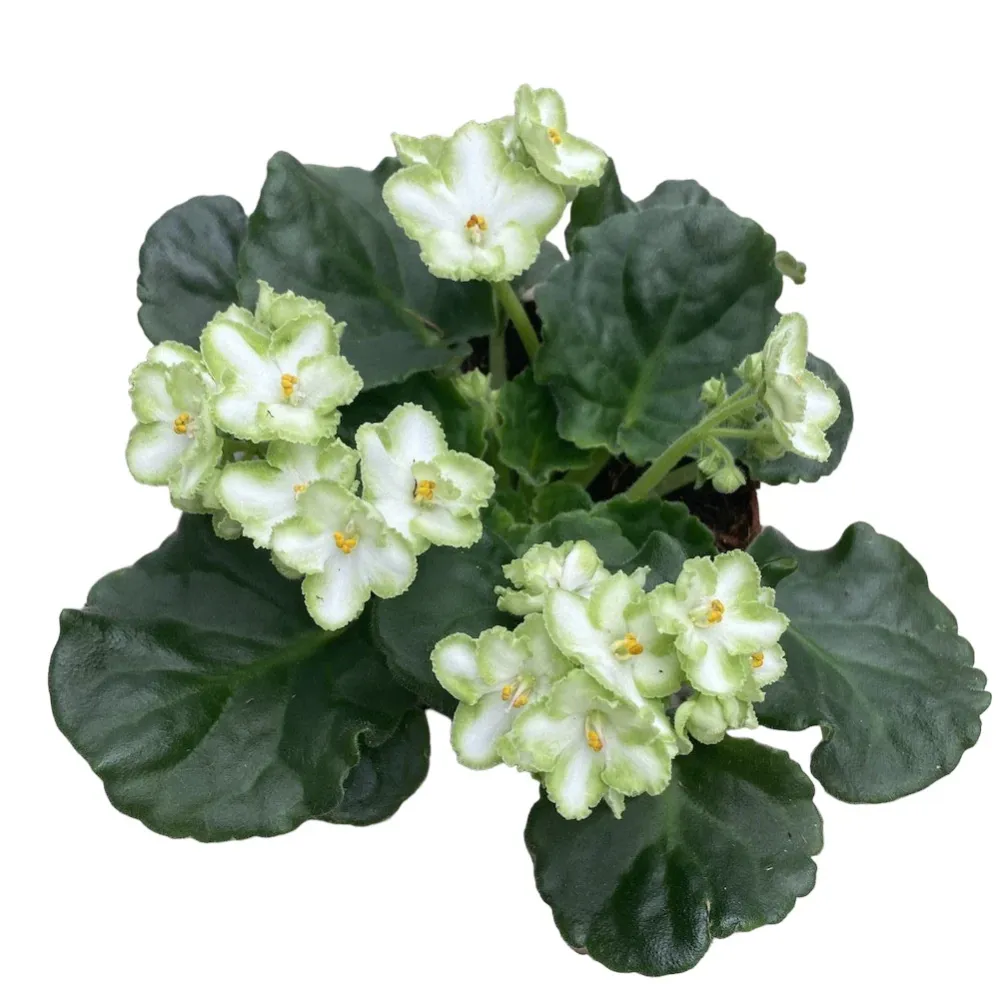 Violete verzi - Saintpaulia Inova Xtra Green