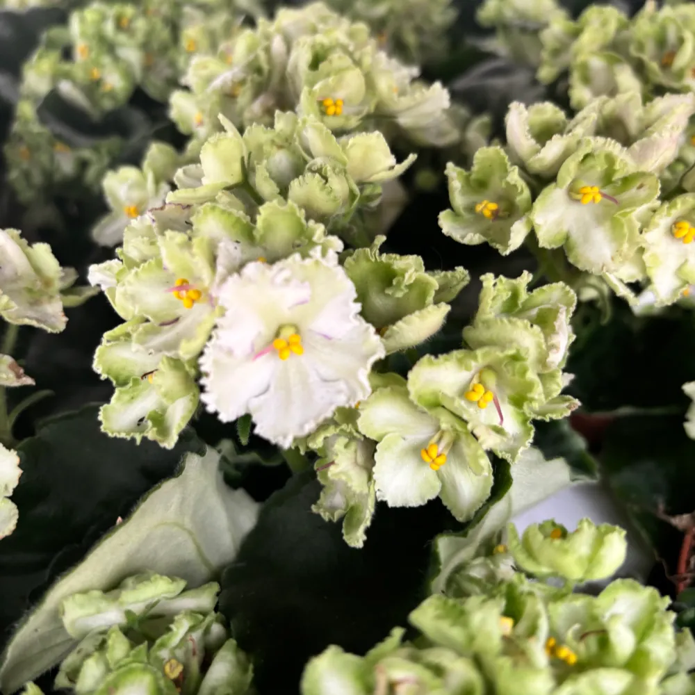 Violete verzi - Saintpaulia Inova Xtra Green