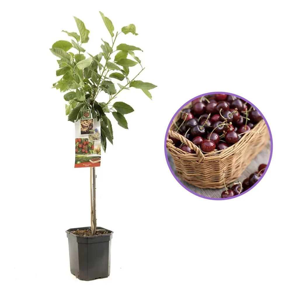Visin (Prunus Cerasus) Morello, cu fructe acrisoare rosu inchis, 2 pe rod