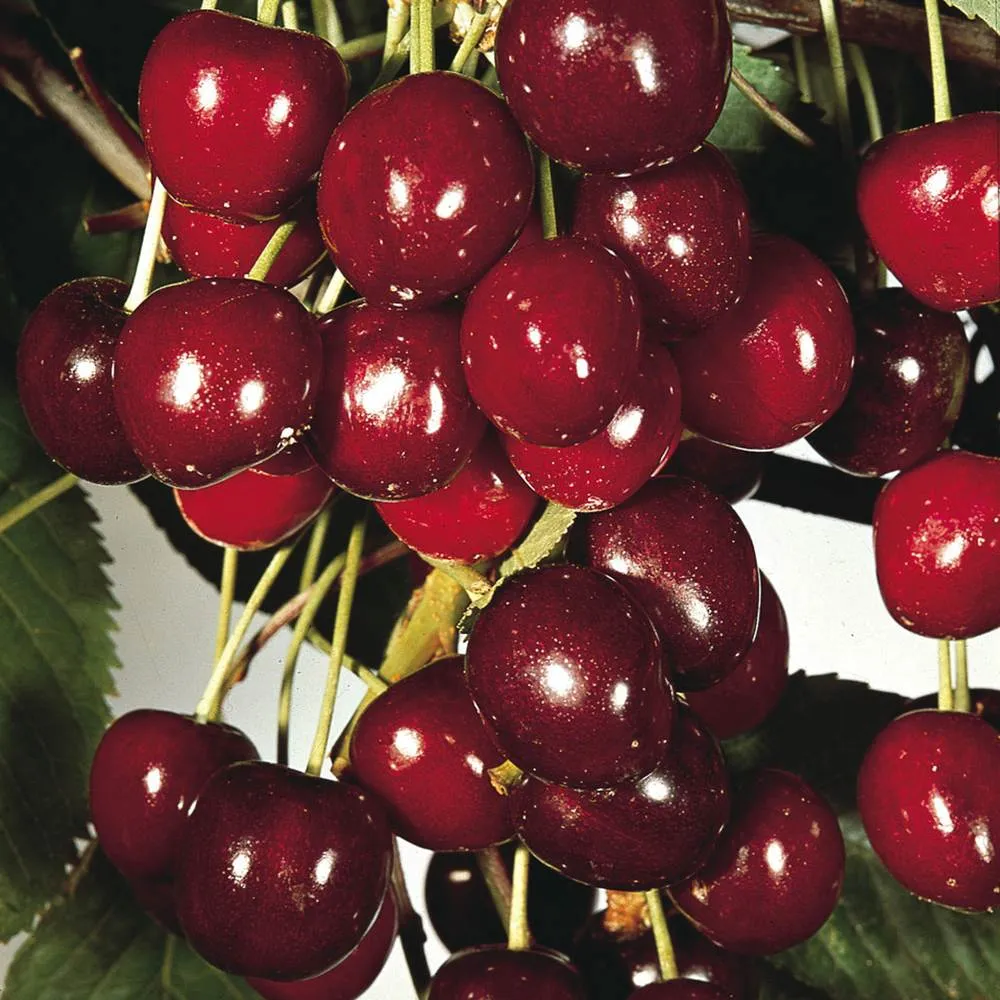 Visin (Prunus Cerasus) Morello, cu fructe acrisoare rosu inchis, 2 pe rod