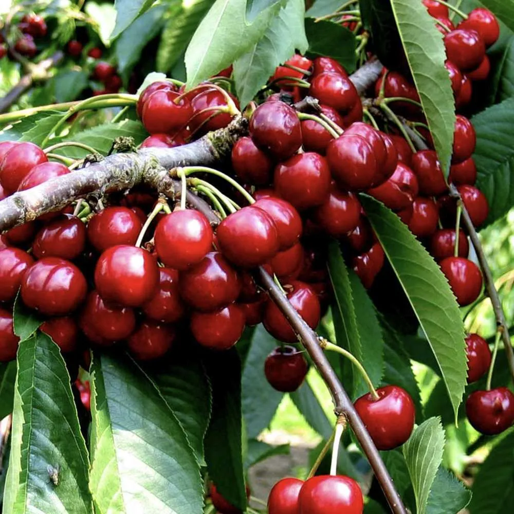 Visin (Prunus Cerasus) Morello, cu fructe acrisoare rosu inchis, 2 pe rod