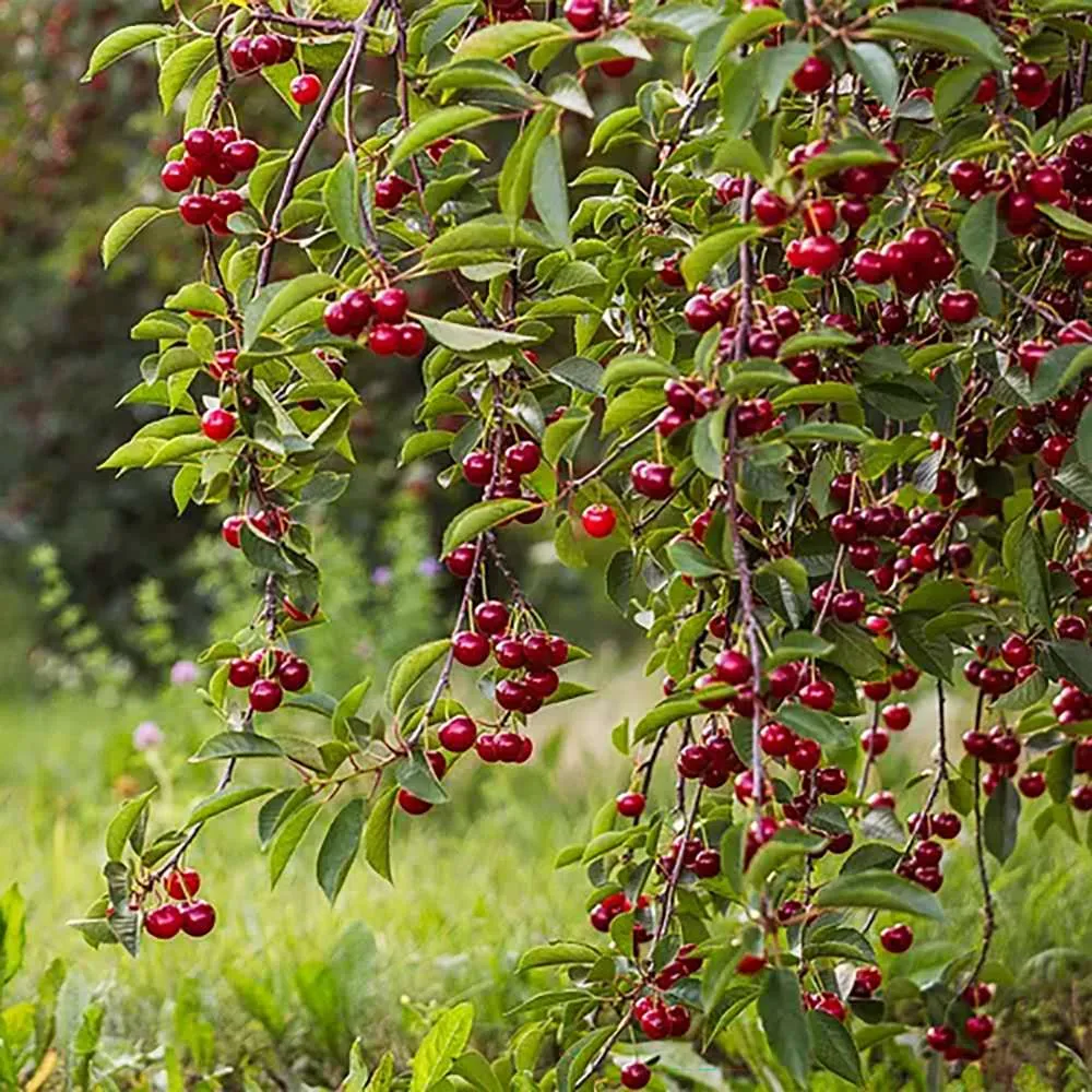 Visin (Prunus Cerasus) Morello, cu fructe acrisoare rosu inchis, 2 pe rod