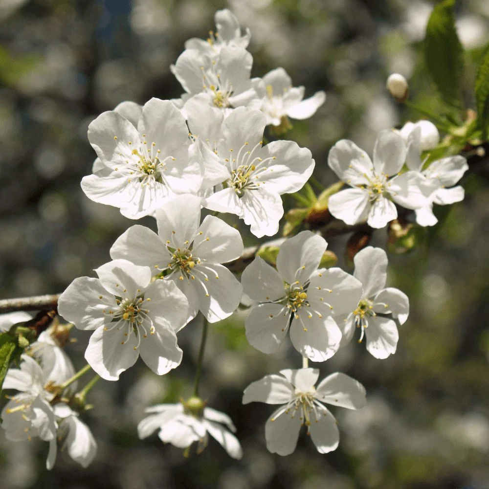 Visin (Prunus Cerasus) Morello, cu fructe acrisoare rosu inchis, 2 pe rod