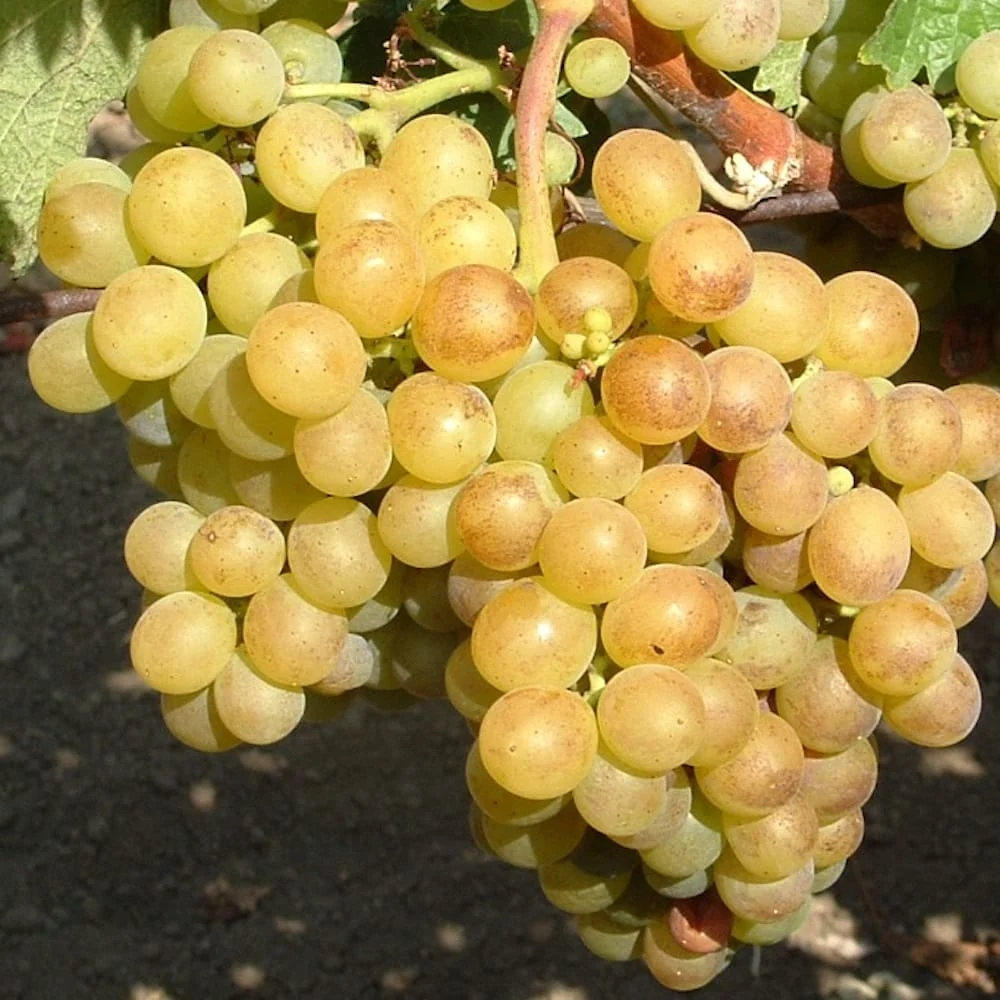 Vita de vie altoita - Vitis vinifera 'Bianca' (recomandata pentru culturi bio)