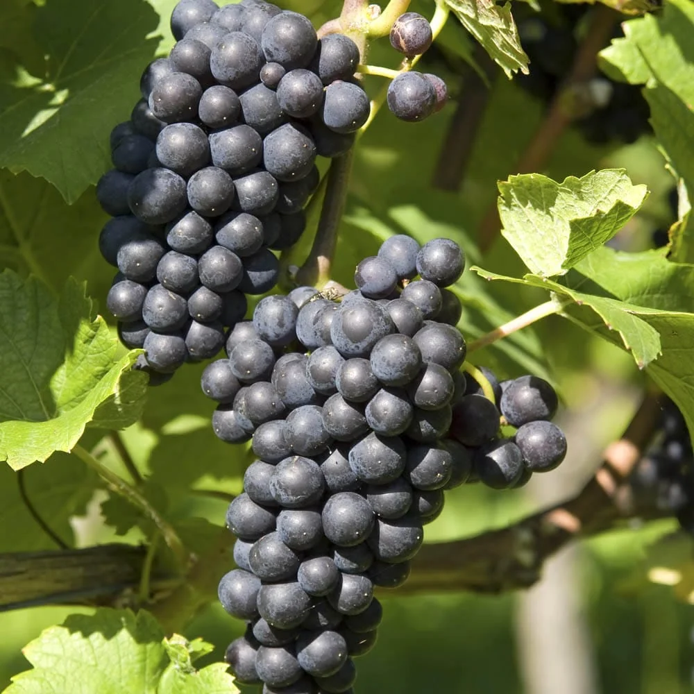 Vita de vie altoita - Vitis vinifera 'Boskoop Glory'