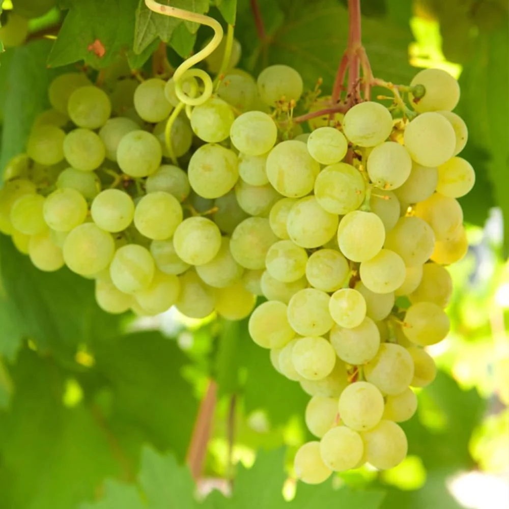 Vita de vie fara samburi - Vitis vinifera 'Lakemont' (Seedless)