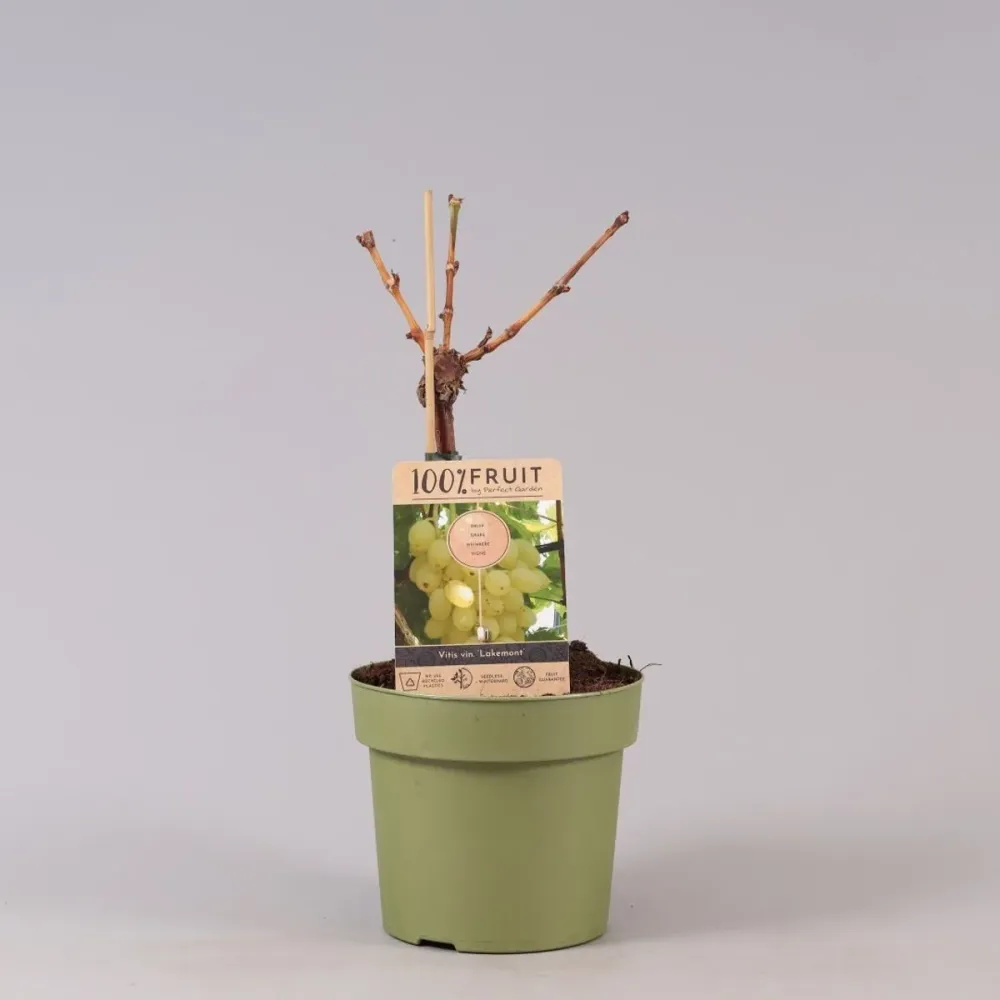 Vita de vie fara samburi - Vitis vinifera 'Lakemont' (Seedless)