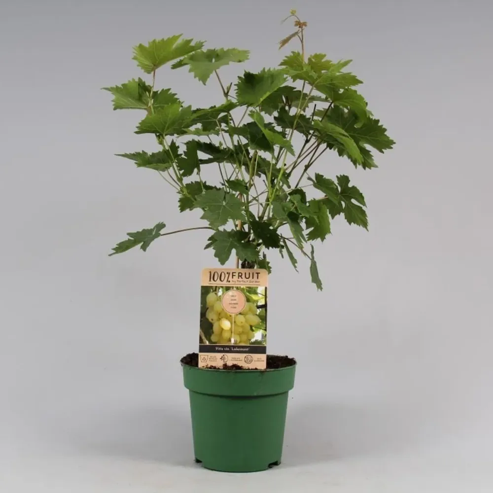 Vita de vie fara samburi - Vitis vinifera 'Lakemont' (Seedless)