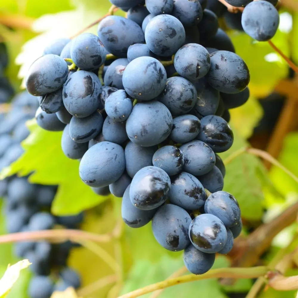 Vita de vie fara samburi - Vitis vinifera 'Venus' (Seedless)