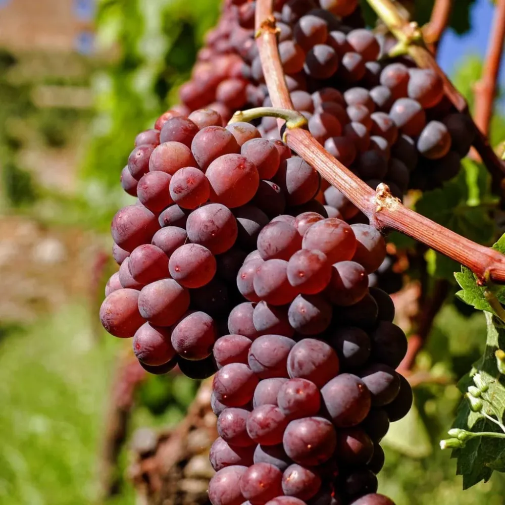 Vita de vie fara samburi - Vitis vinifera 'Vanessa' (Seedless)