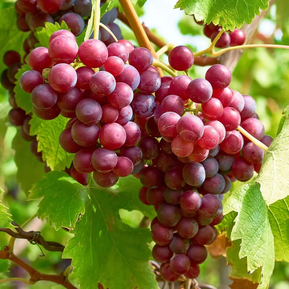 Vita de vie fara samburi - Vitis vinifera 'Vanessa' (Seedless)