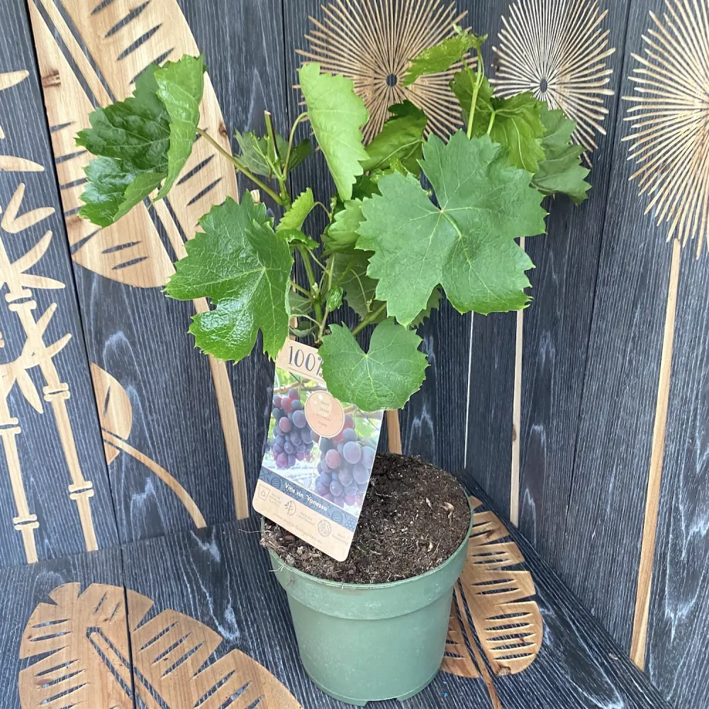 Vita de vie fara samburi - Vitis vinifera 'Vanessa' (Seedless)