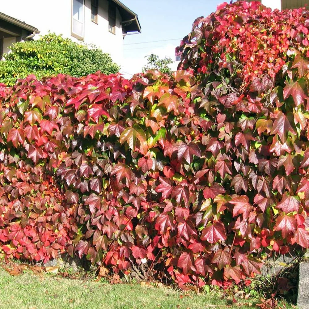 Vita de Vie Ornamentala (Parthenocissus Quinquefolia), planta cataratoare viguroasa, frunzis rosu toamna, rezistenta la ger