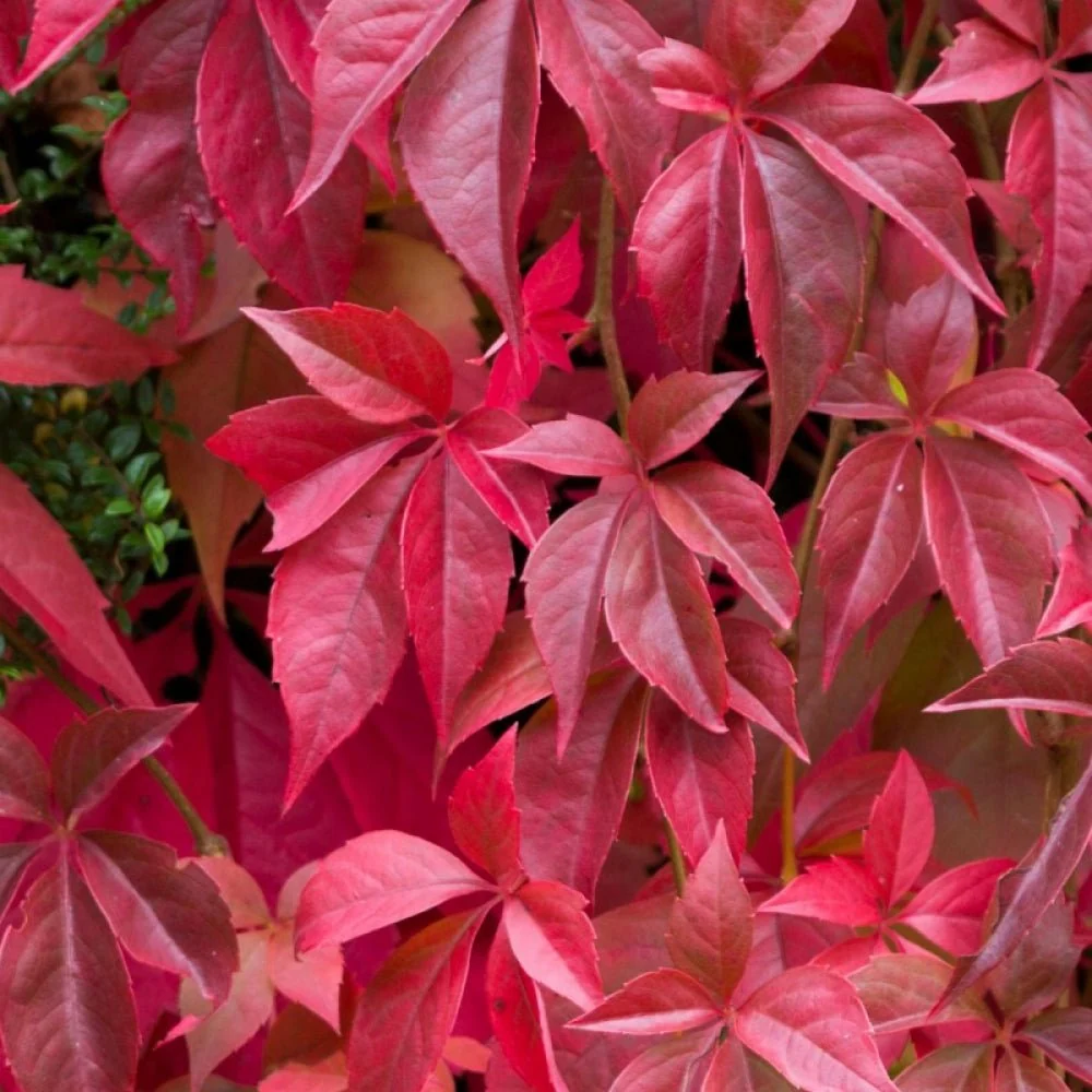 Vita de Vie Ornamentala (Parthenocissus Quinquefolia), planta cataratoare viguroasa, frunzis rosu toamna, rezistenta la ger