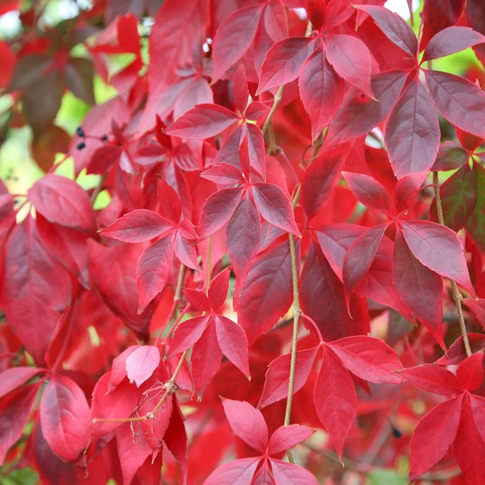 Vita de Vie Ornamentala (Parthenocissus Quinquefolia), planta cataratoare viguroasa, frunzis rosu toamna, rezistenta la ger