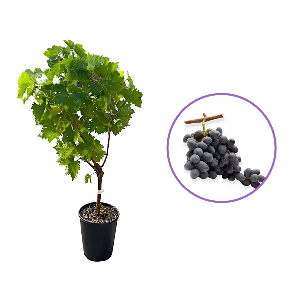Vita de Vie (Vitis vinifera) Alphonse Lavallée, cu struguri mari negri, 2 pe rod