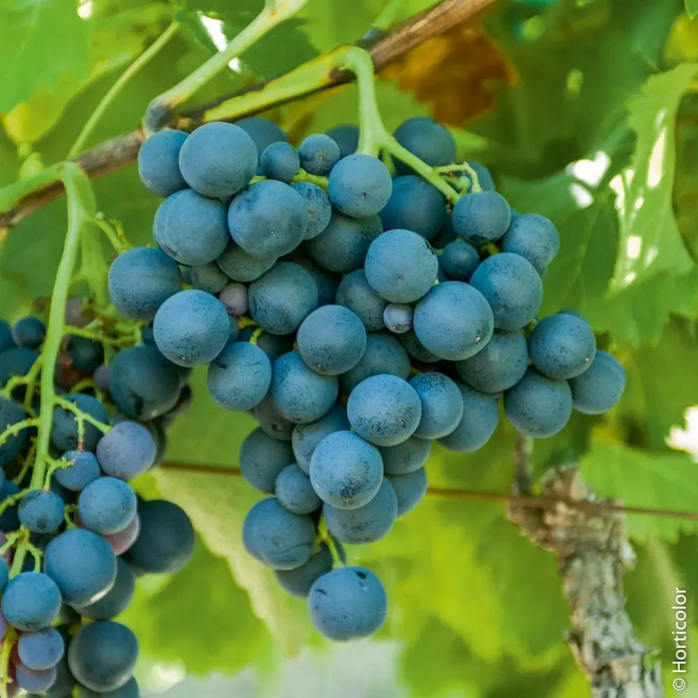 Vita de Vie (Vitis vinifera) Alphonse Lavallée, cu struguri mari negri, 2 pe rod