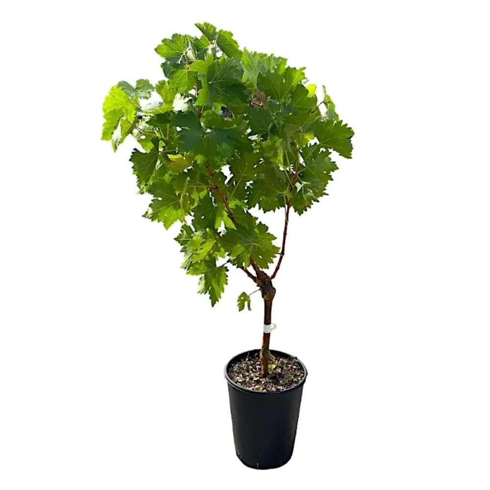 Vita de Vie (Vitis vinifera) Alphonse Lavallée, cu struguri mari negri, 2 pe rod