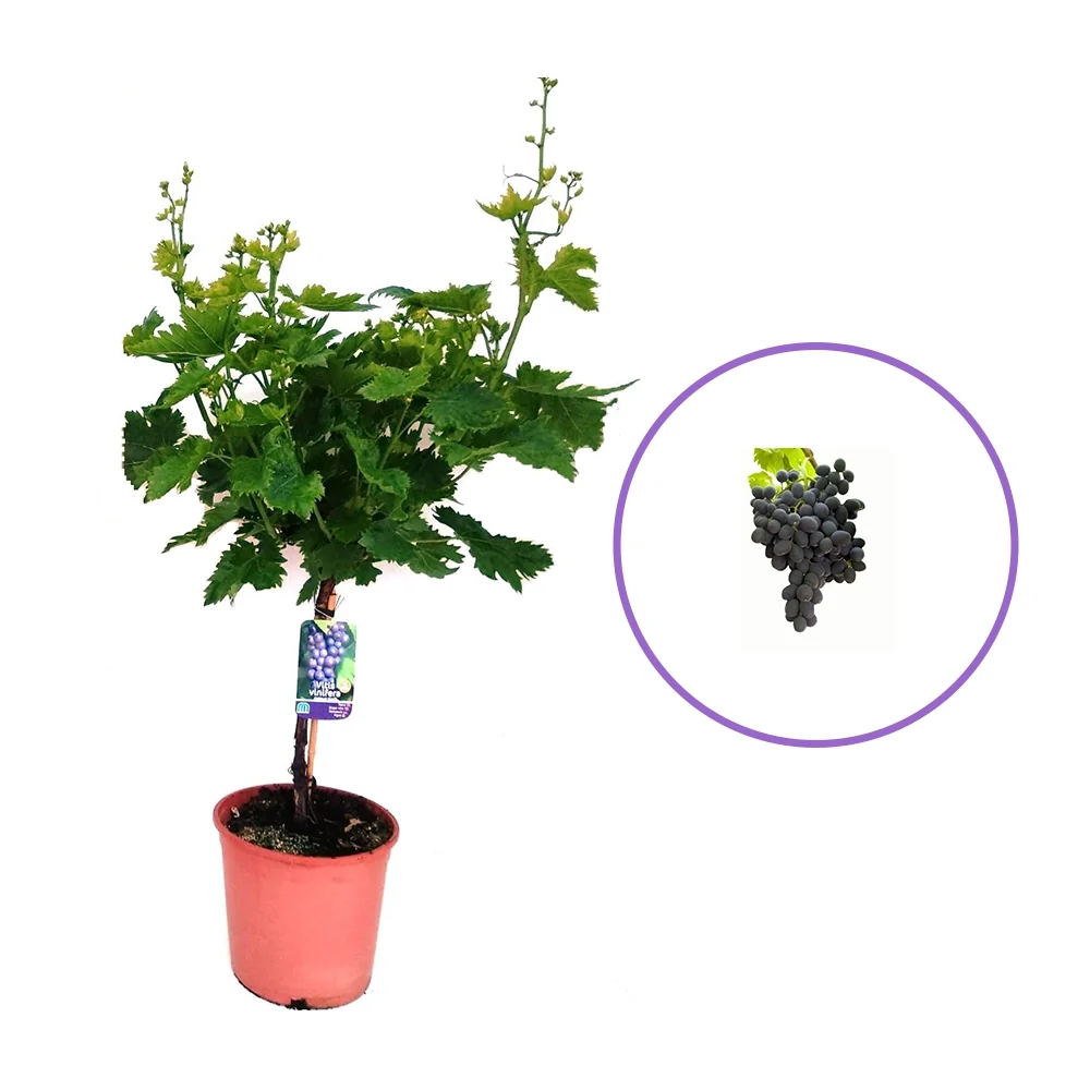 Vita de Vie (Vitis vinifera) Big Perlon Seedless, cu struguri mari albastri, 2 pe rod