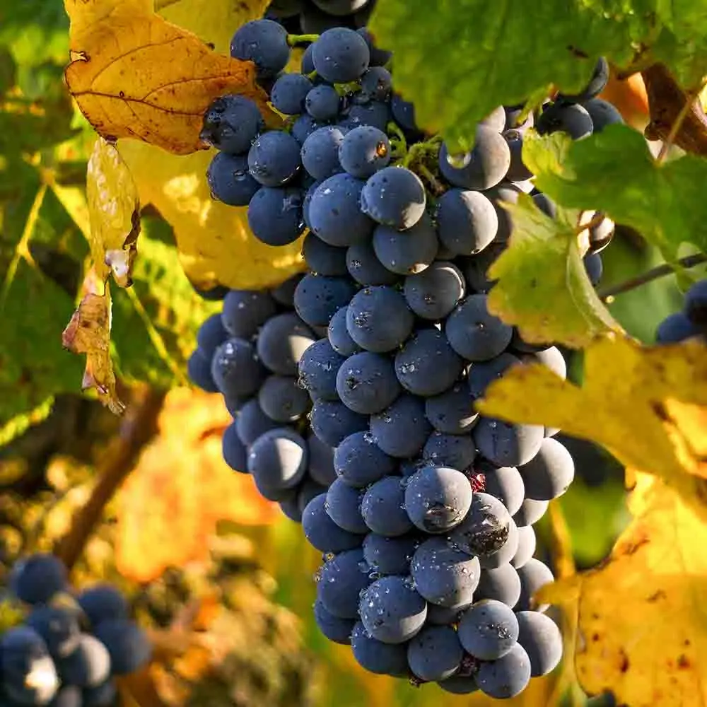 Vita de Vie (Vitis vinifera) Big Perlon Seedless, cu struguri mari albastri, 2 pe rod