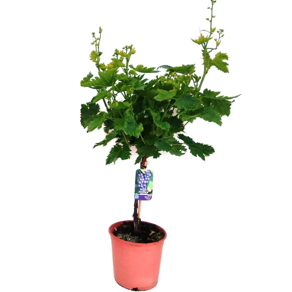 Vita de Vie (Vitis vinifera) Big Perlon Seedless, cu struguri mari albastri, 2 pe rod