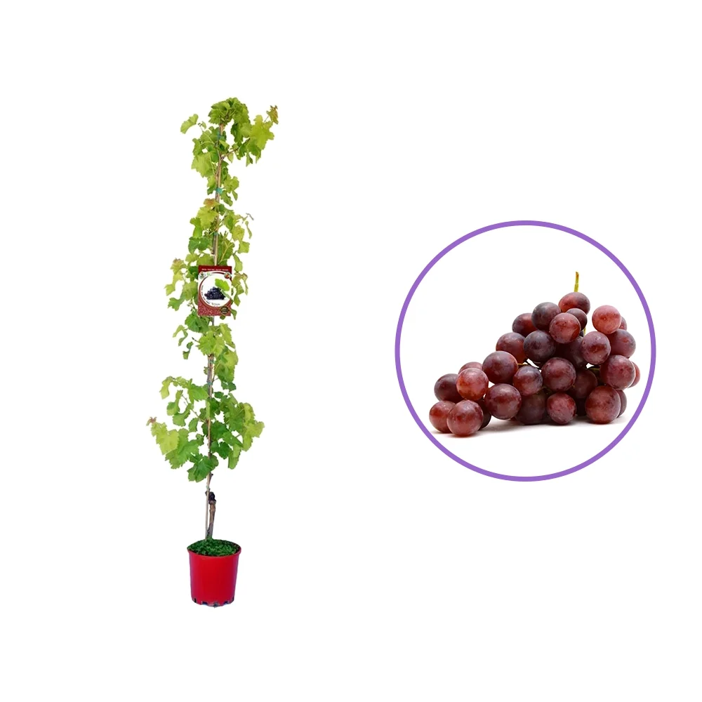Vita de Vie (Vitis vinifera) Big Red, cu struguri mari rosii, 2 pe rod