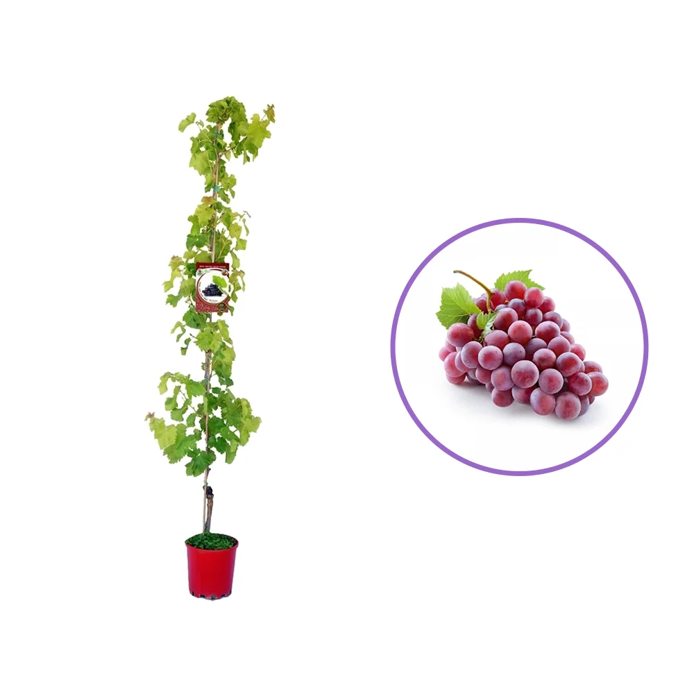Vita de Vie (Vitis vinifera) Cardinal, cu struguri mari rosii, 2 pe rod