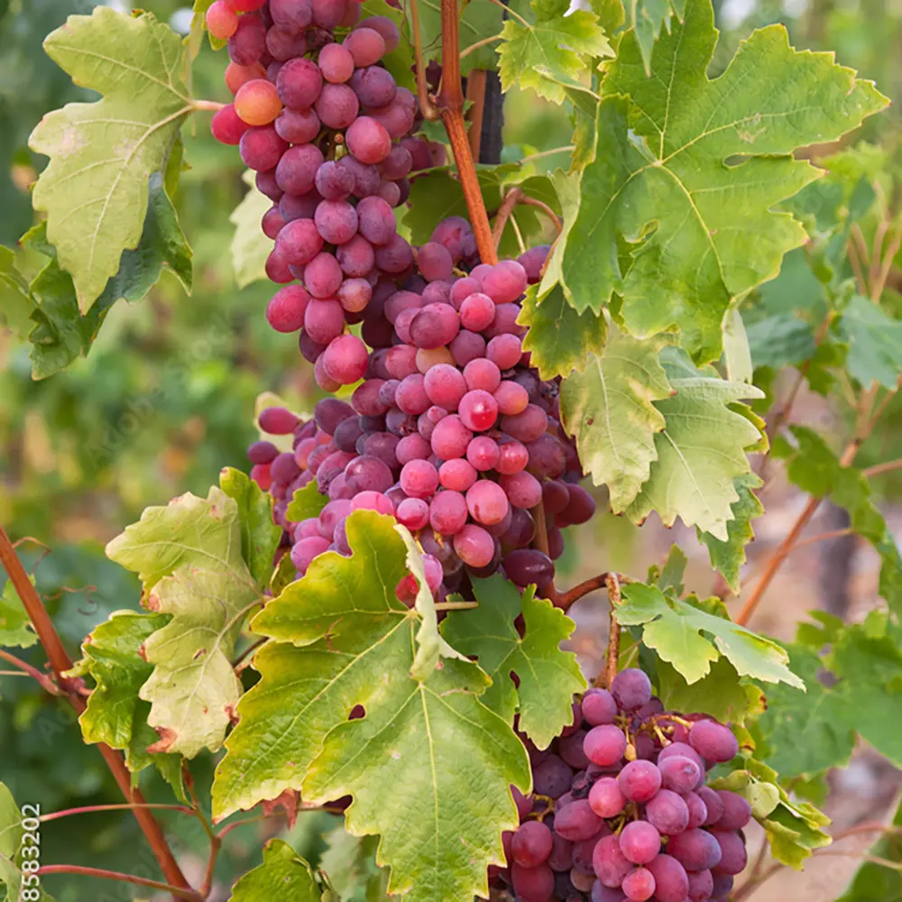 Vita de Vie (Vitis vinifera) Cardinal, cu struguri mari rosii, 2 pe rod