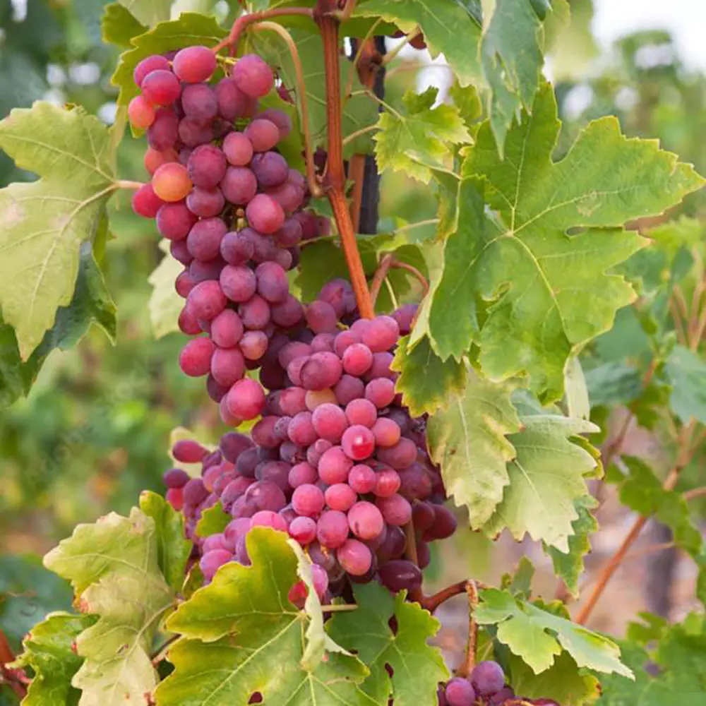 Vita de Vie (Vitis vinifera) Cardinal, cu struguri mari rosii, 2 pe rod