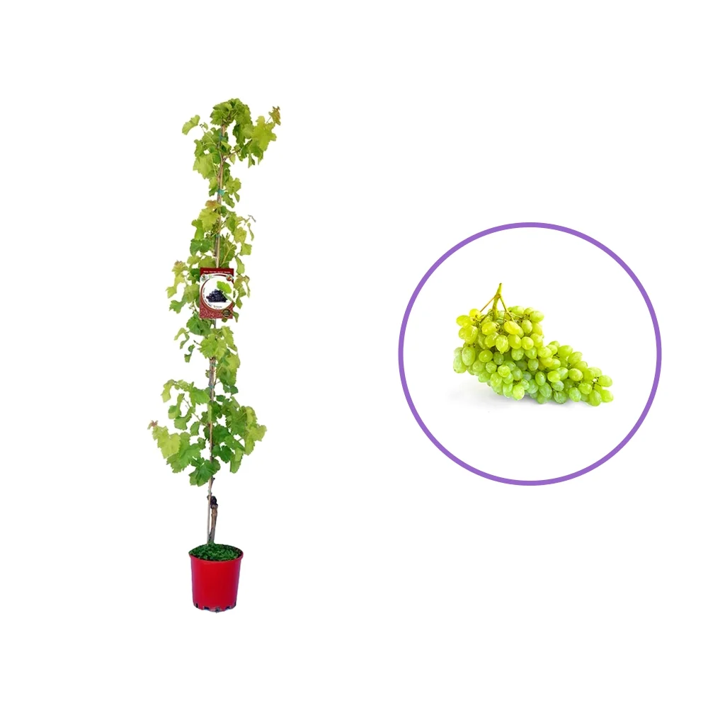 Vita de Vie (Vitis vinifera) Centennial, cu struguri mari galbeni-verzui, 2 pe rod