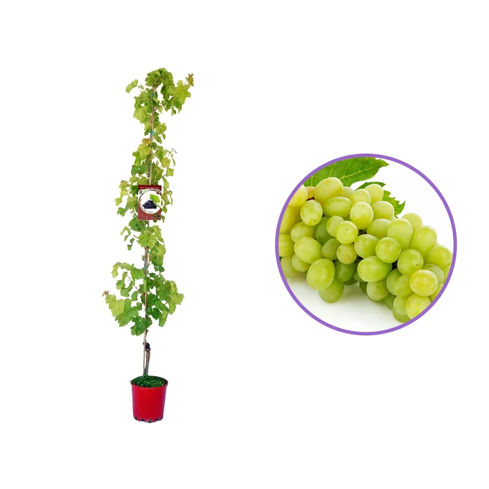 Vita de Vie (Vitis vinifera) Chasselas Dore, cu struguri mari aurii, 2 pe rod